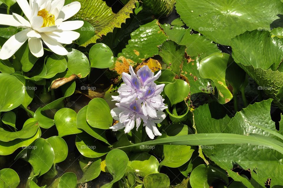 Water flower 