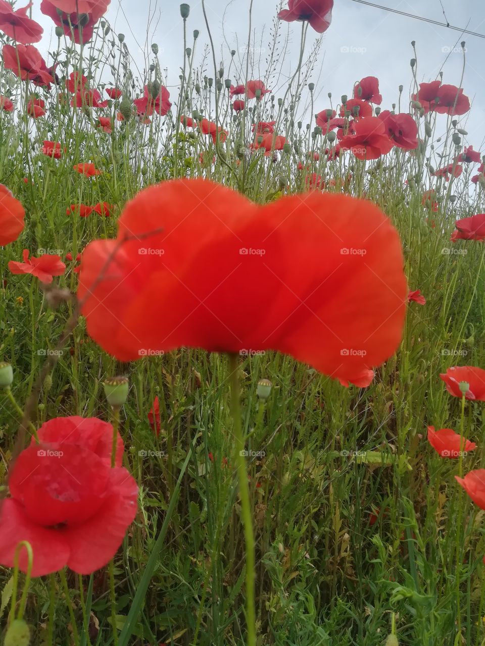 Red Flowers