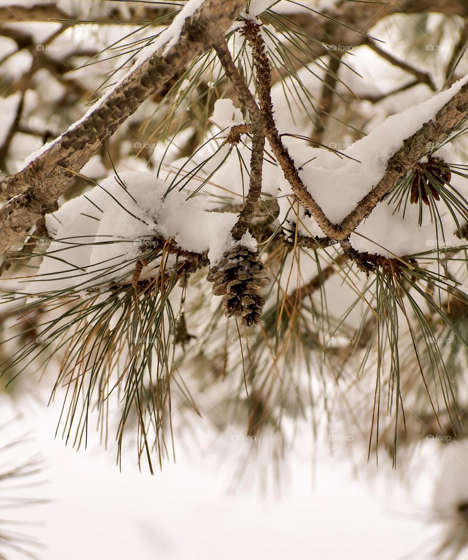 A mall pibe cone hides under a snow covered branch.