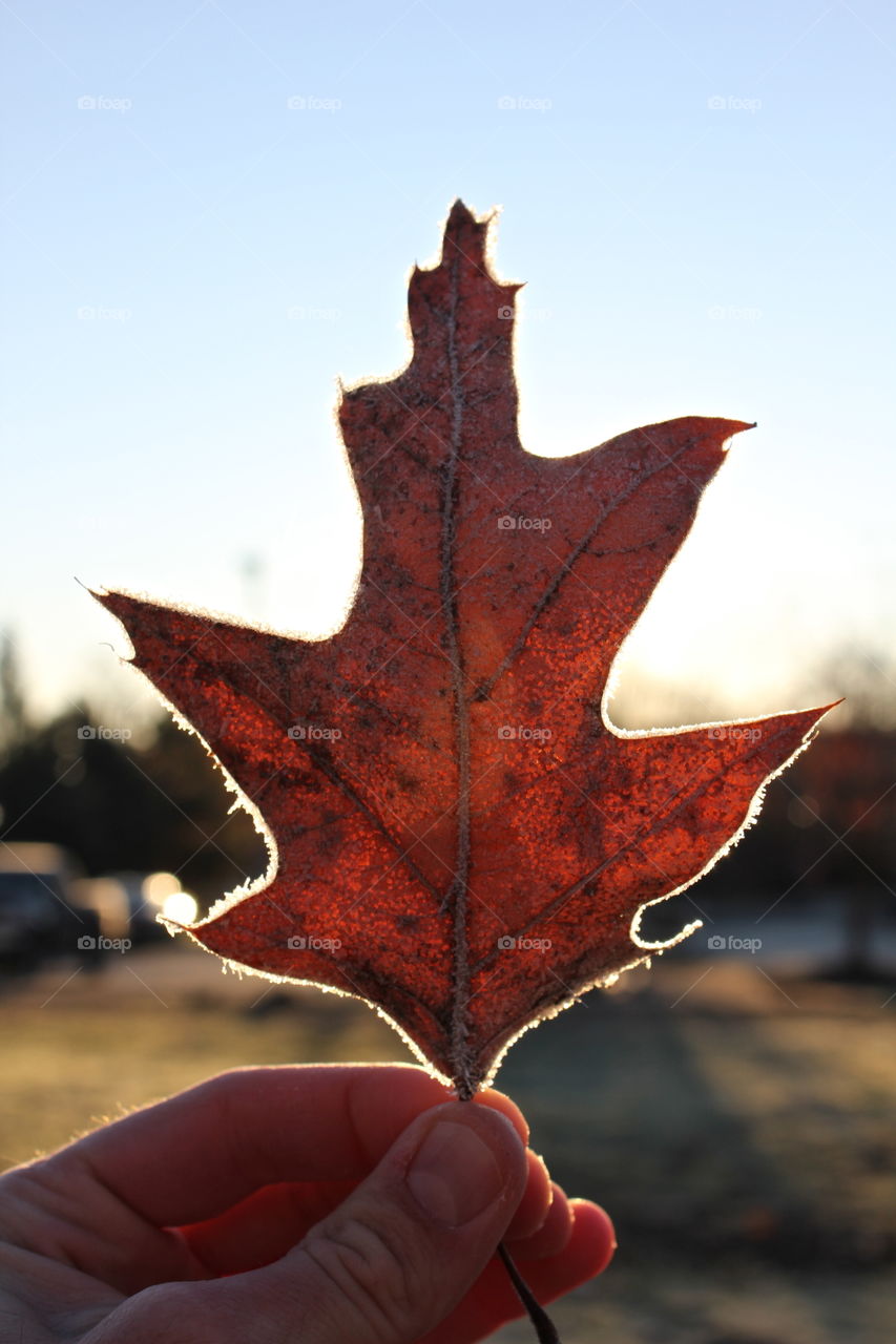 Frosty fall