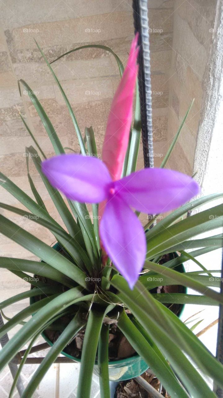 purple bromeliad flower