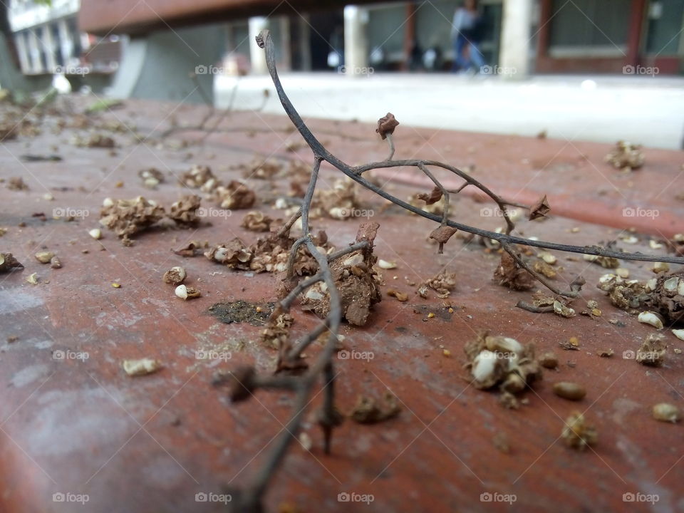 dead leave