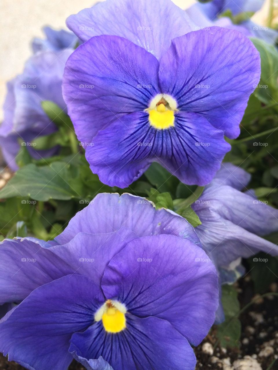 Pansies