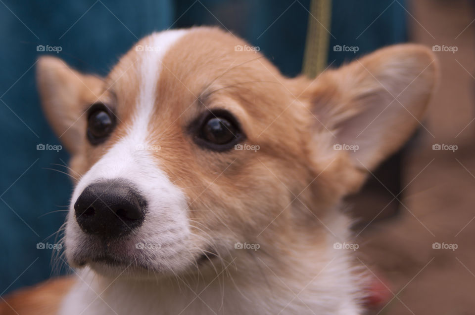 Dog welsh corgi cardigan