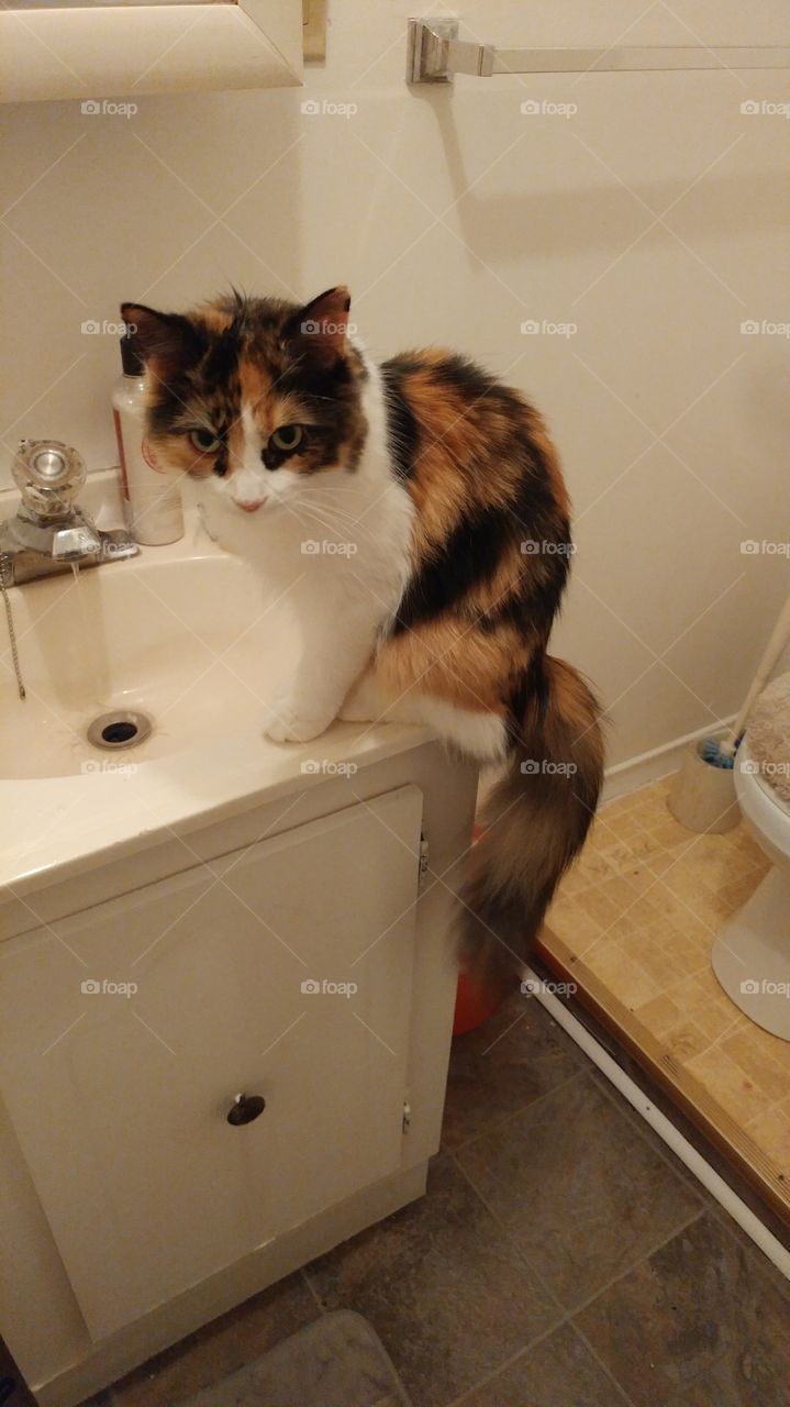 Luna likes the sink for what ever reason.