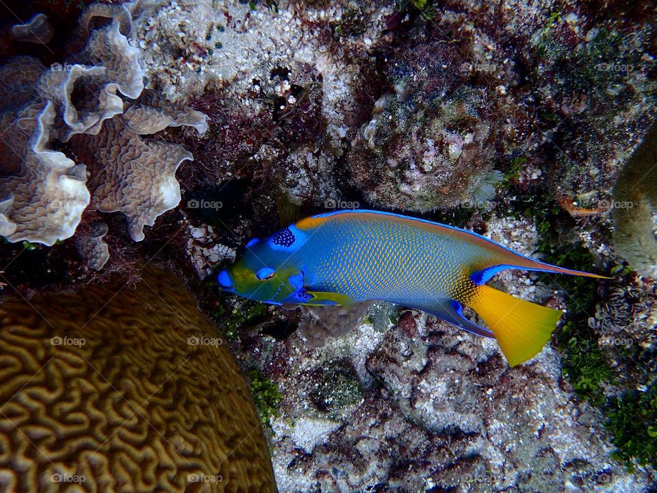 Ocean Fish Roatan Honduras