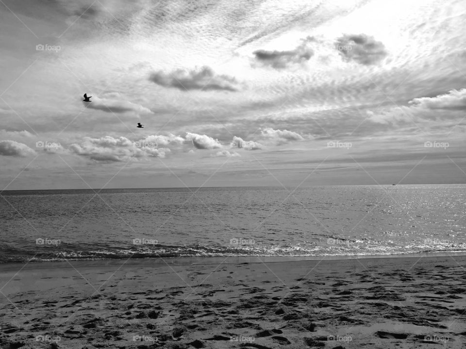 Seagulls flying over a beach in Sagg Harbor
