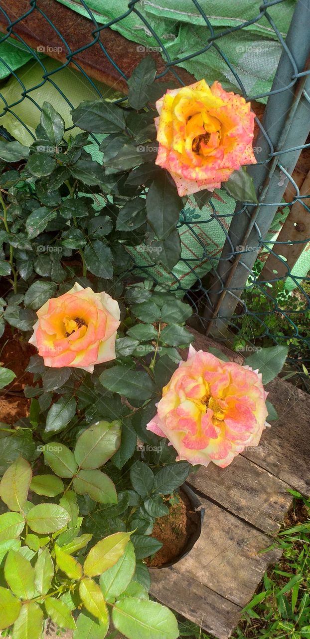 amazing butter roses in the garden