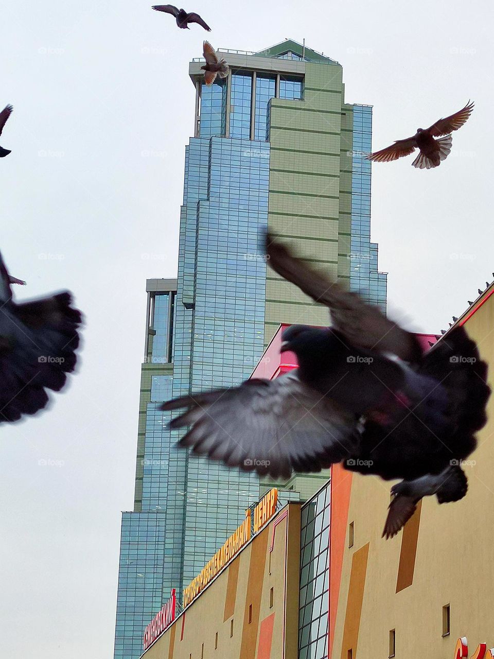 A flock of pigeons flies against the backdrop of skyscrapers