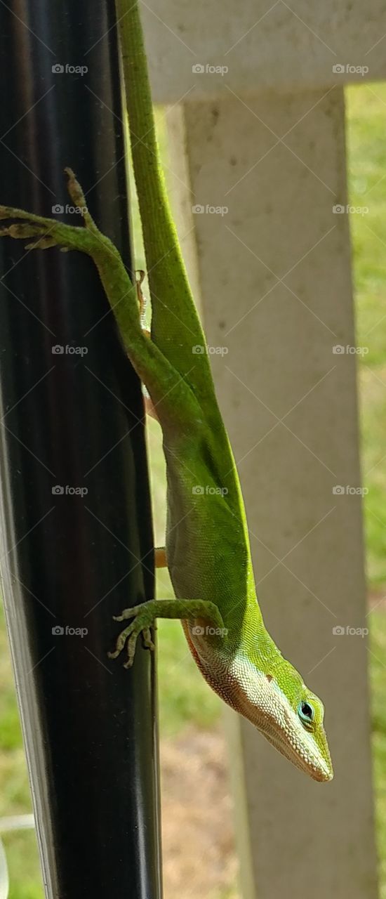 green lizard florida