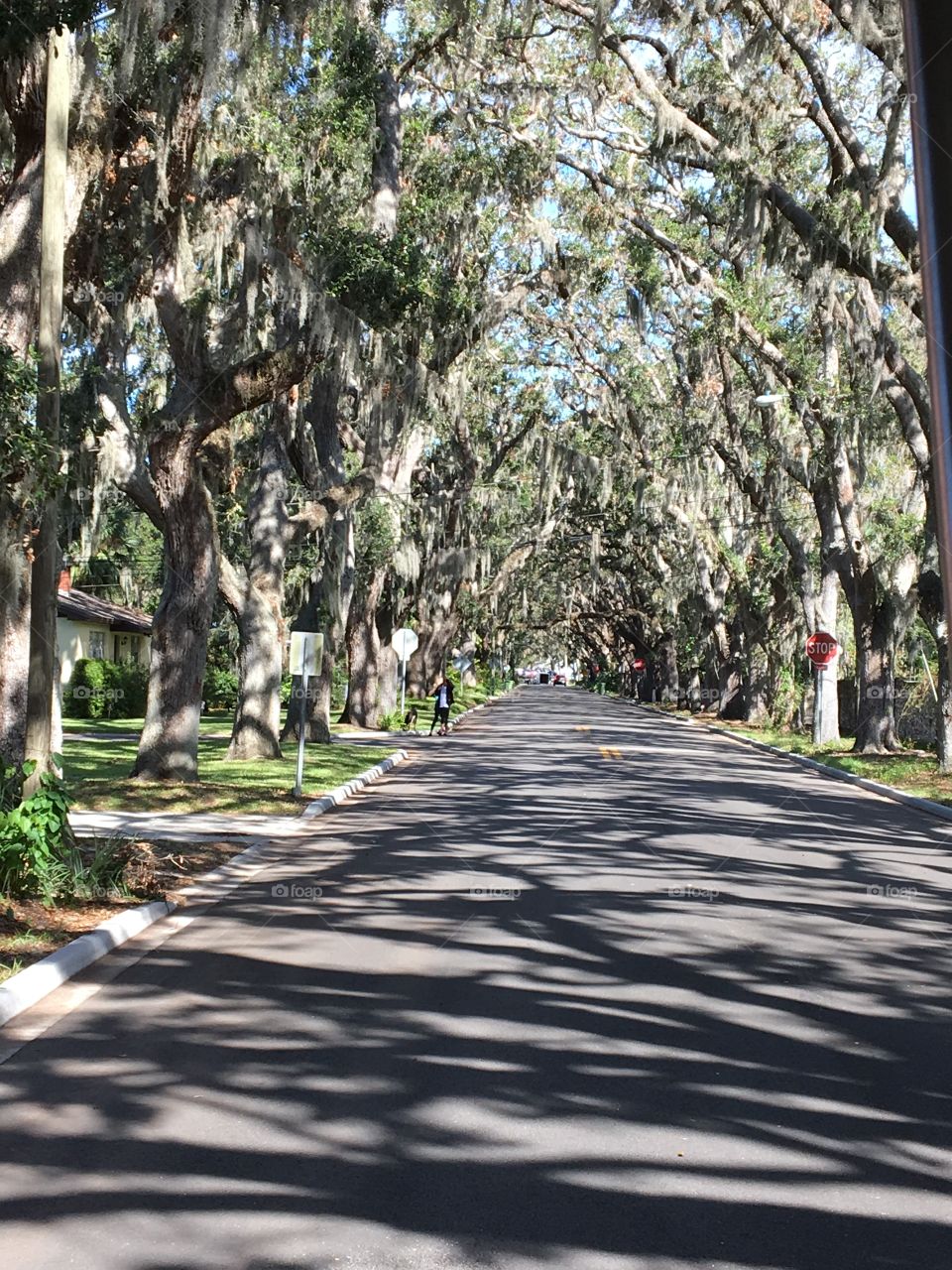 St. Augustine, FL tree lined street