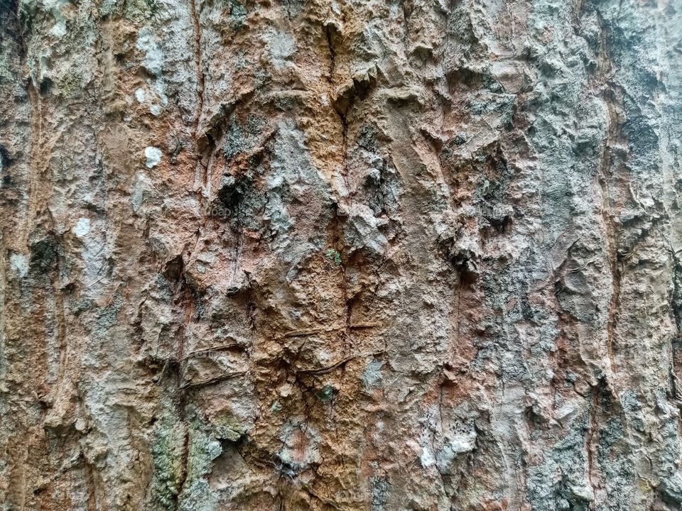 Background by mango tree trunk.