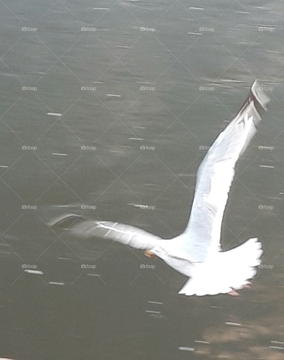 goélands sur la Touques a Trouville