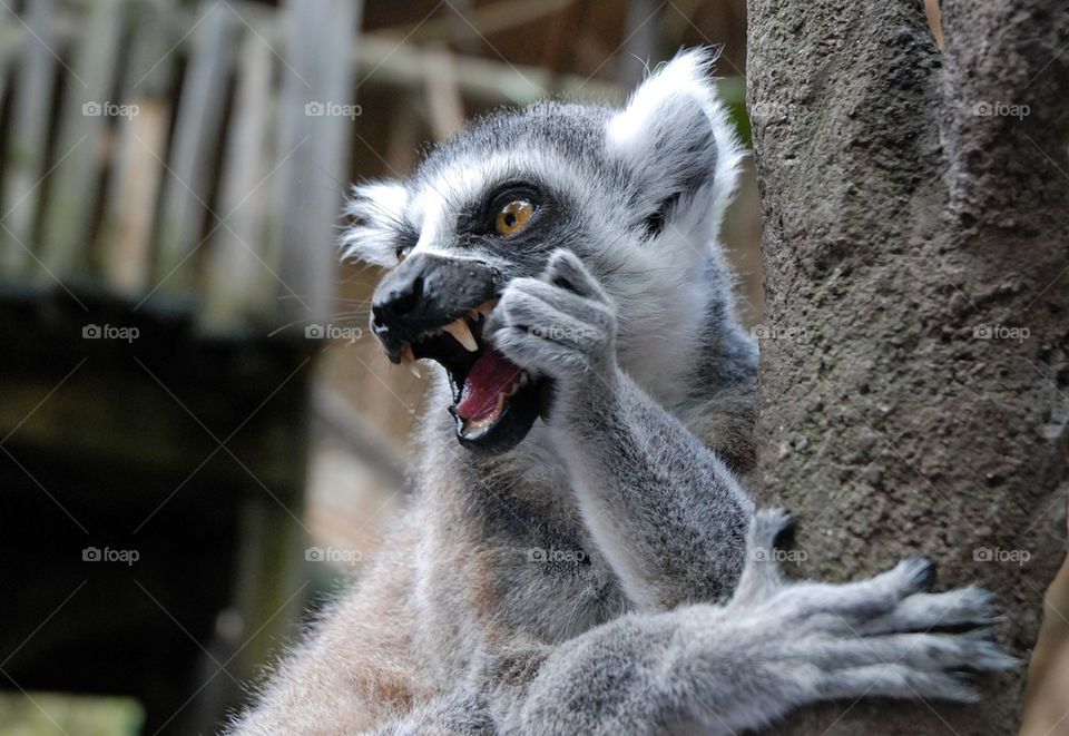 Close-up of Ring tailed Lemur