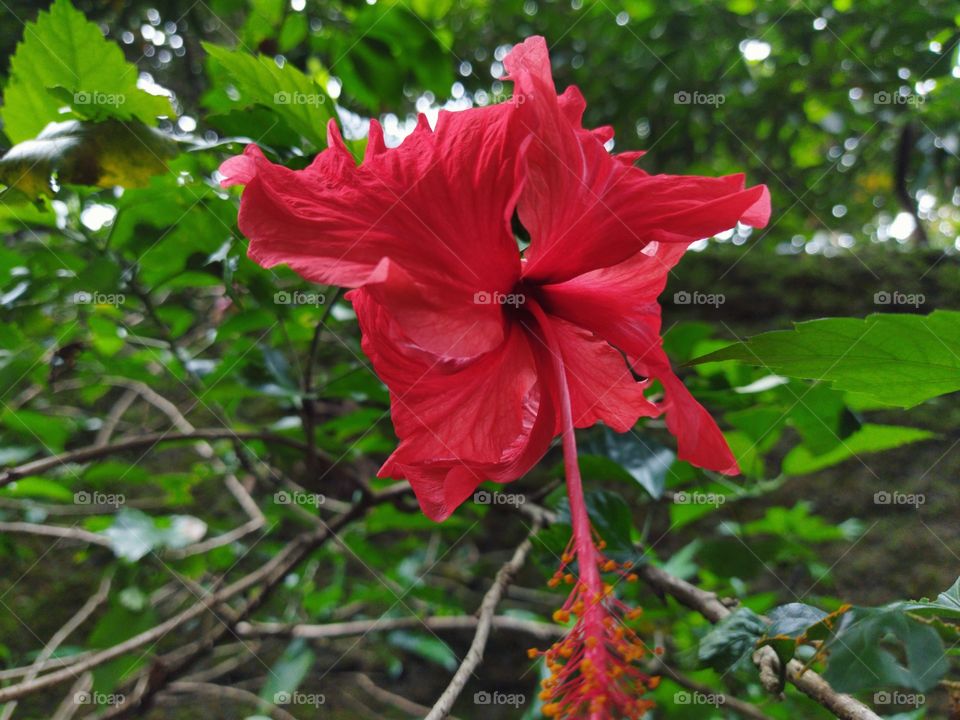 a red hibiscus flower. with a healthy and good condition