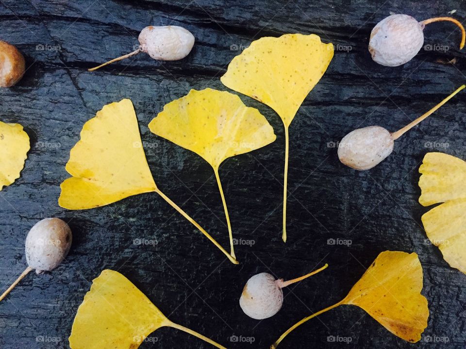Ginko biloba leaves and fruits