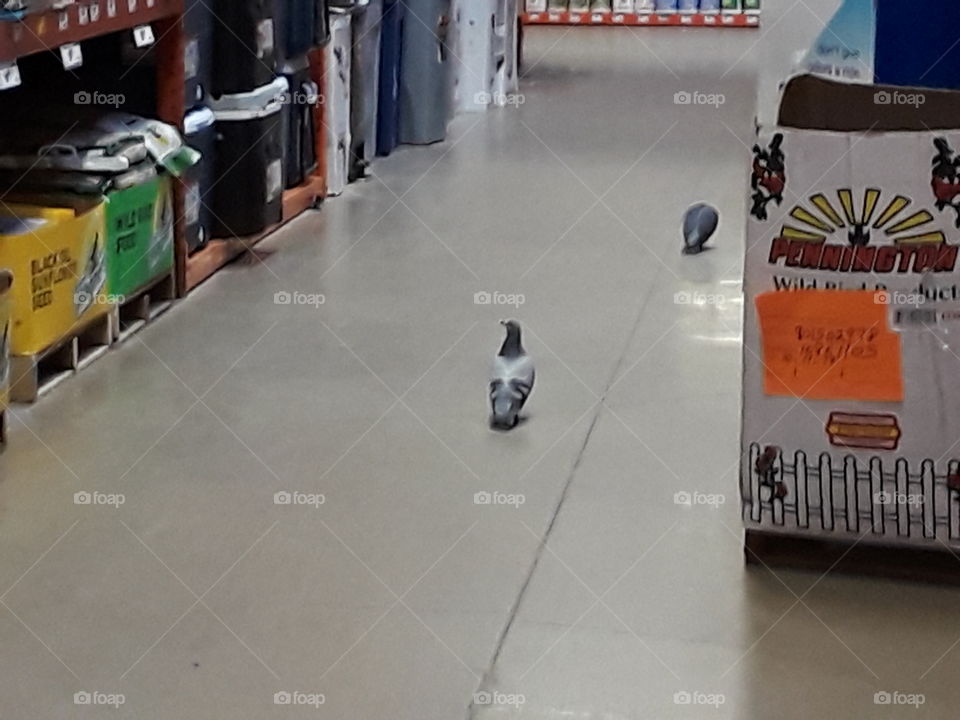 pigeons shopping in home depot