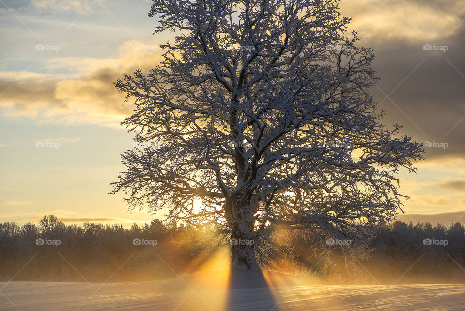 Winter morning shadows