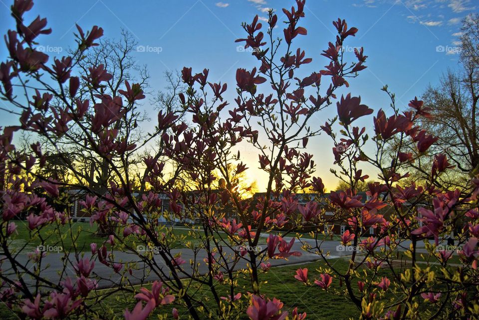 Sunrise blossoms