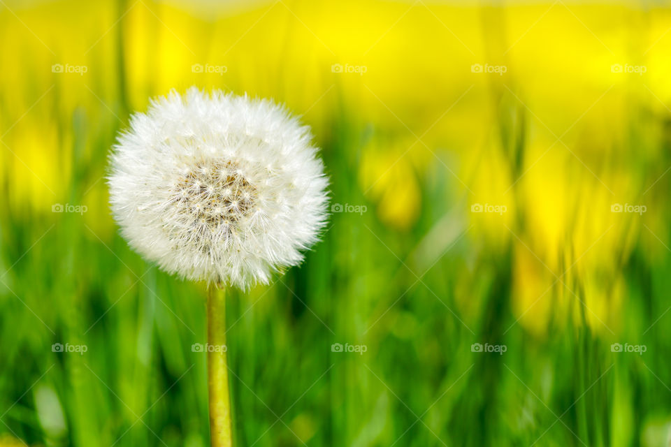 dandelion seed head or blow ball on blurred green grass background