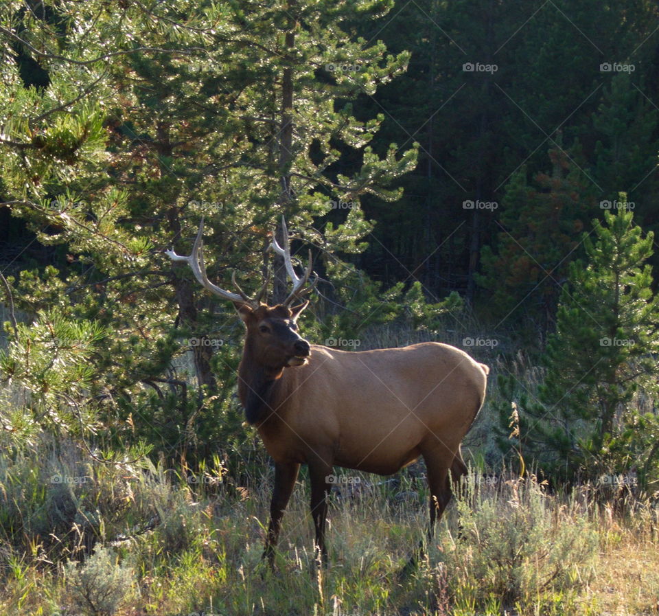 Interrupted . A nice bull elk looks up from his grazing to see what's happening. 