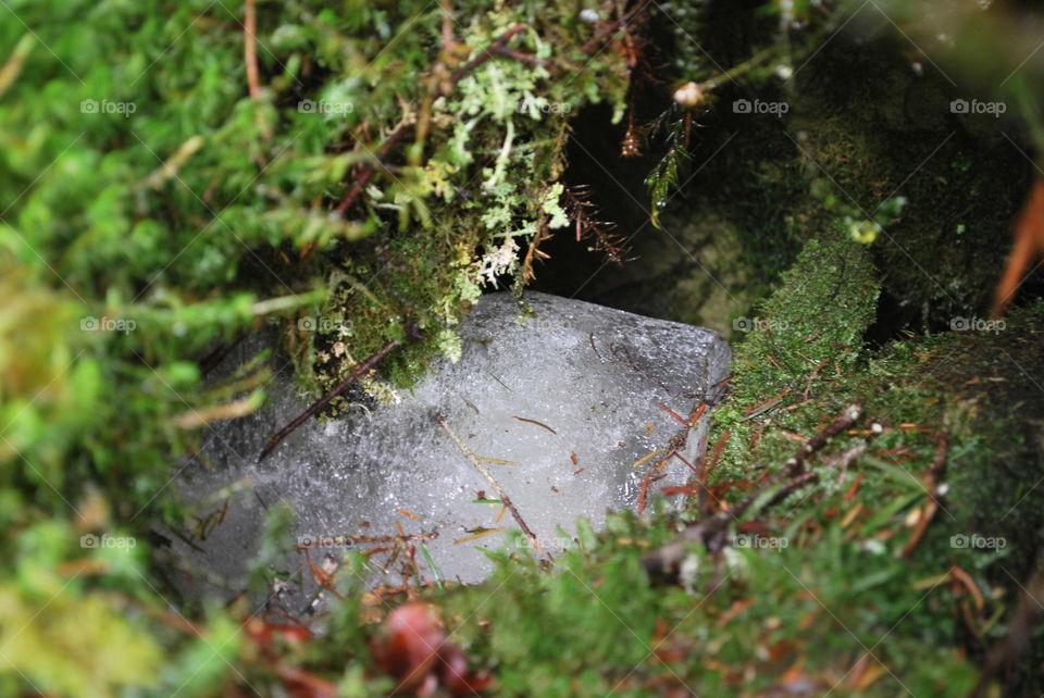 Summer Carpathian Mountains. Ice in moss