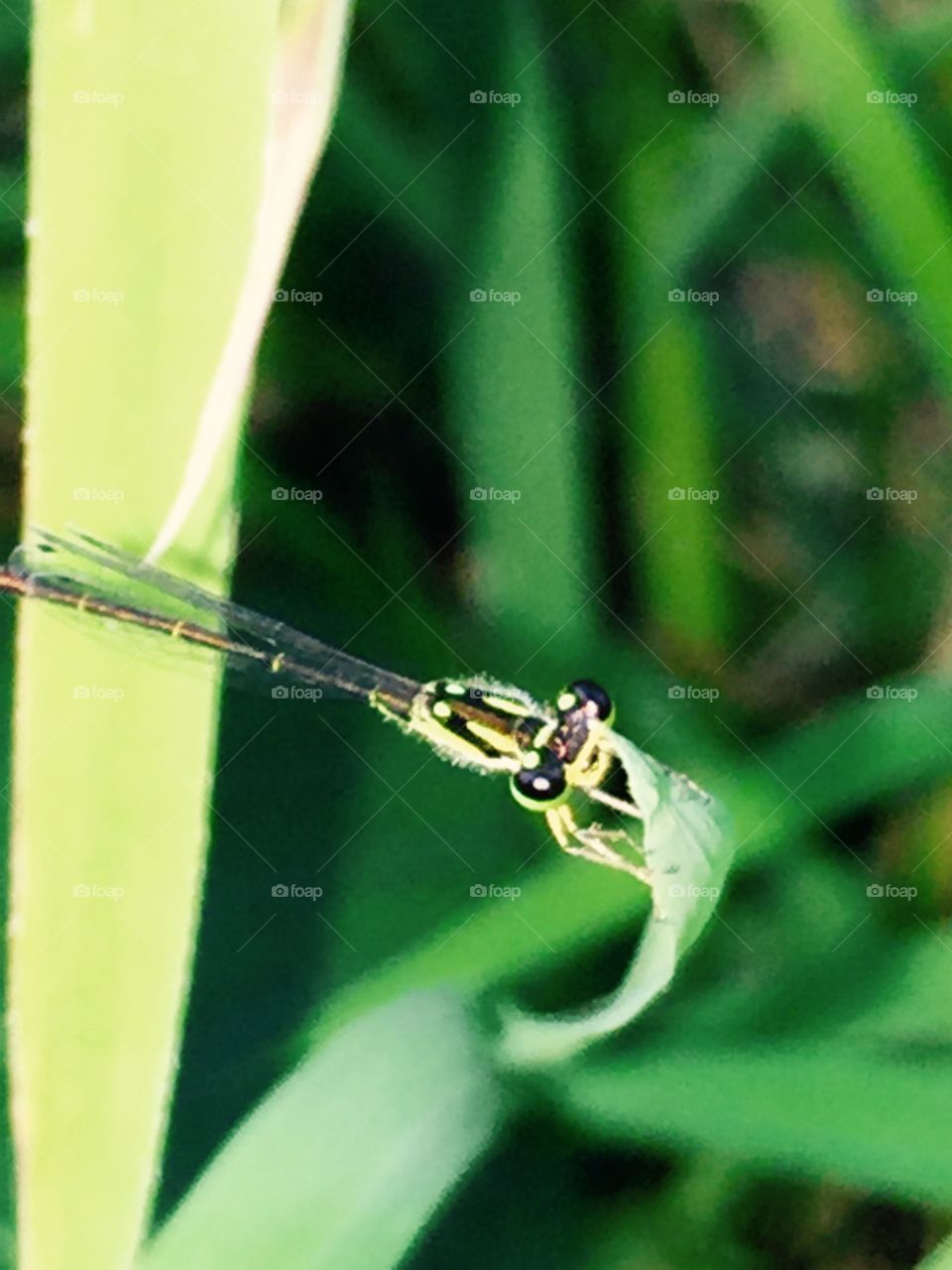 Pretty dragonfly 