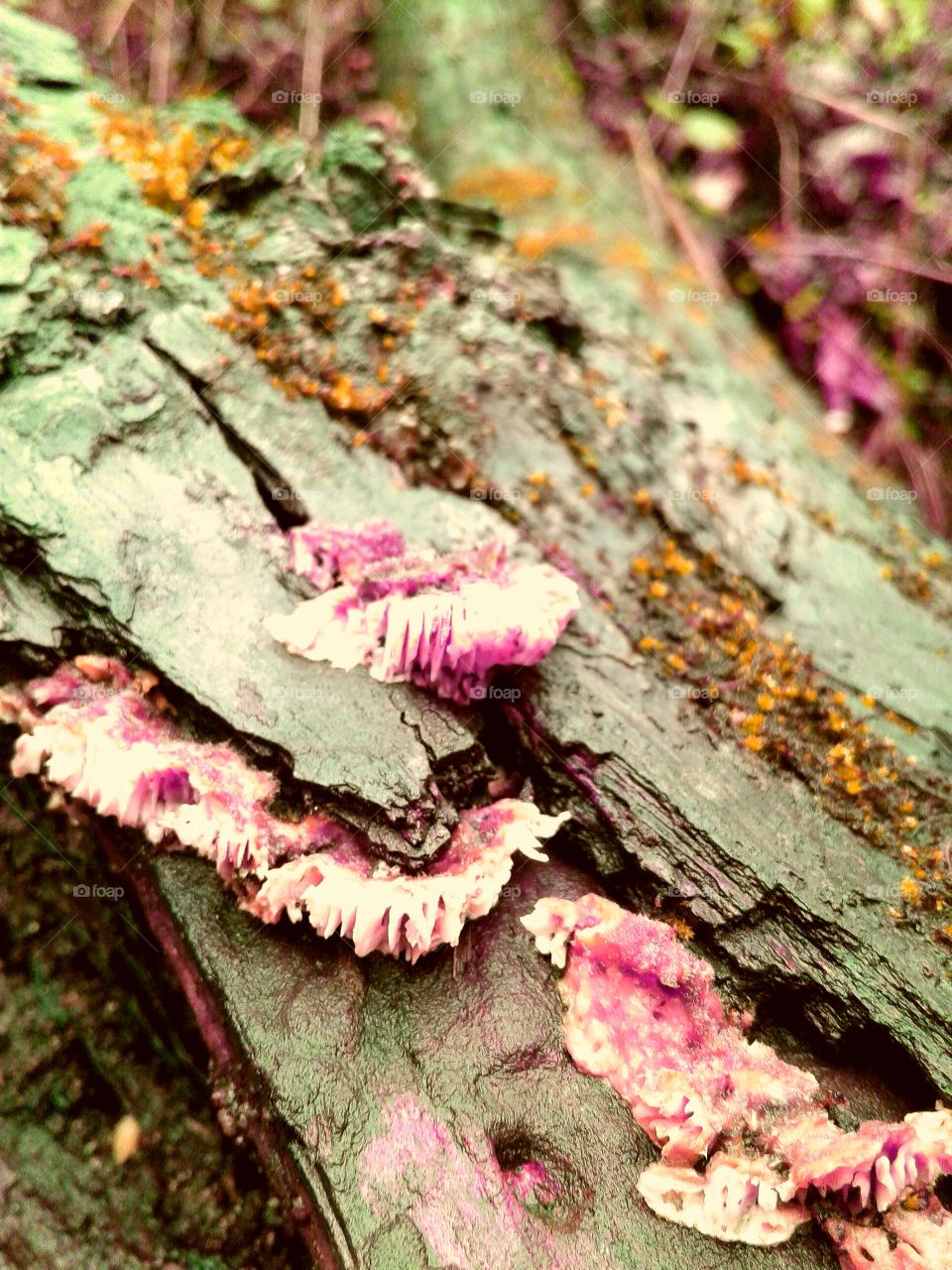 purple mushroom