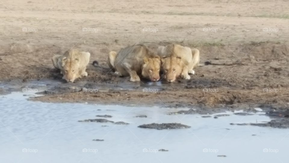 Lions at the watering hole