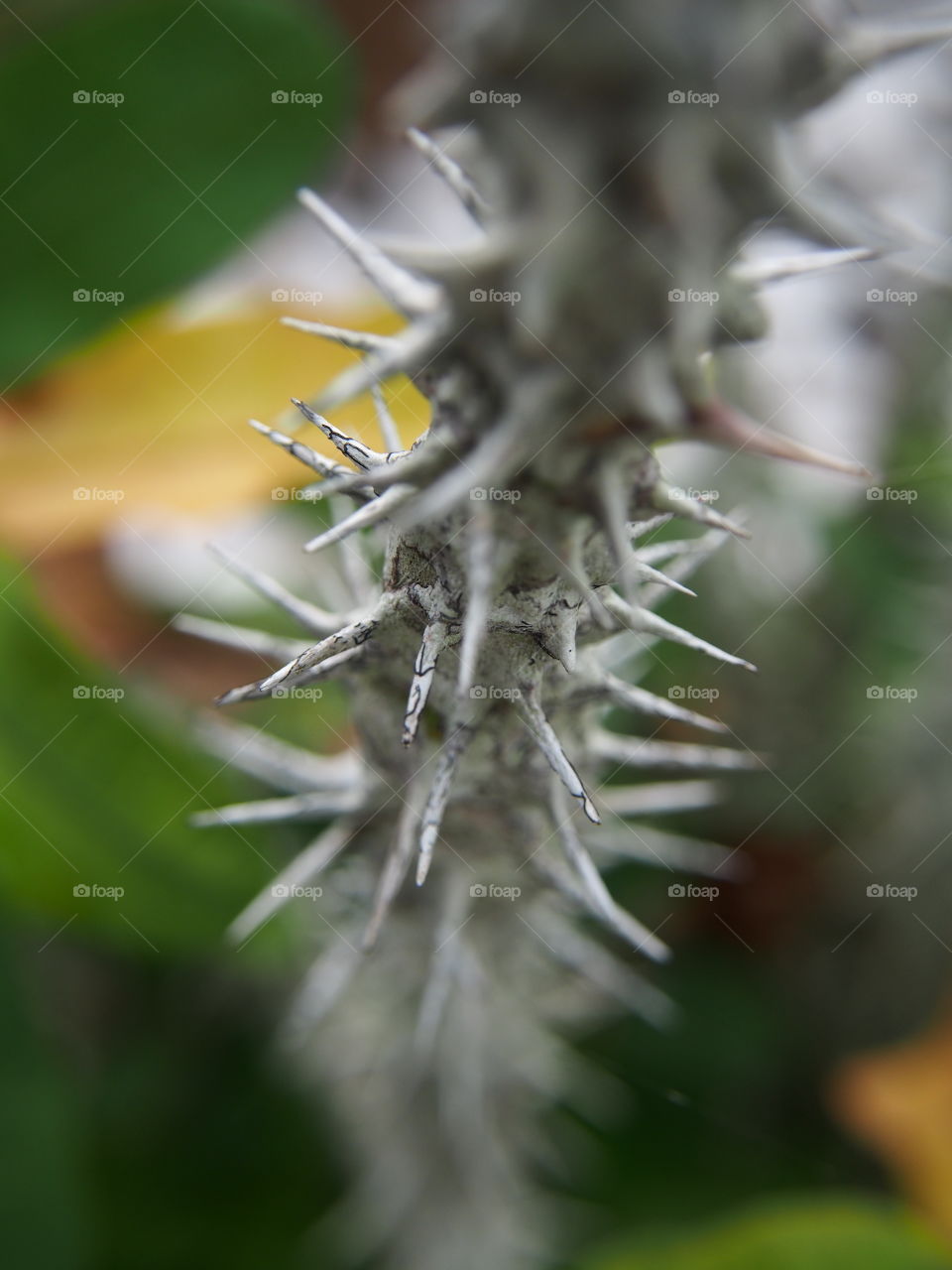 Thorn close up