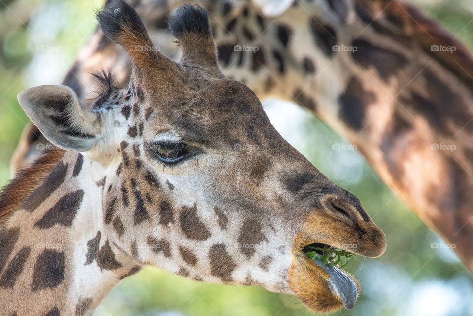 Giraffe eating 