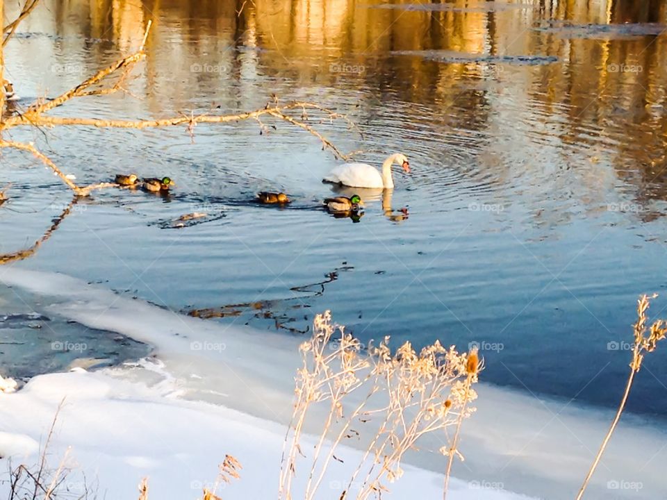 Icy River Swim