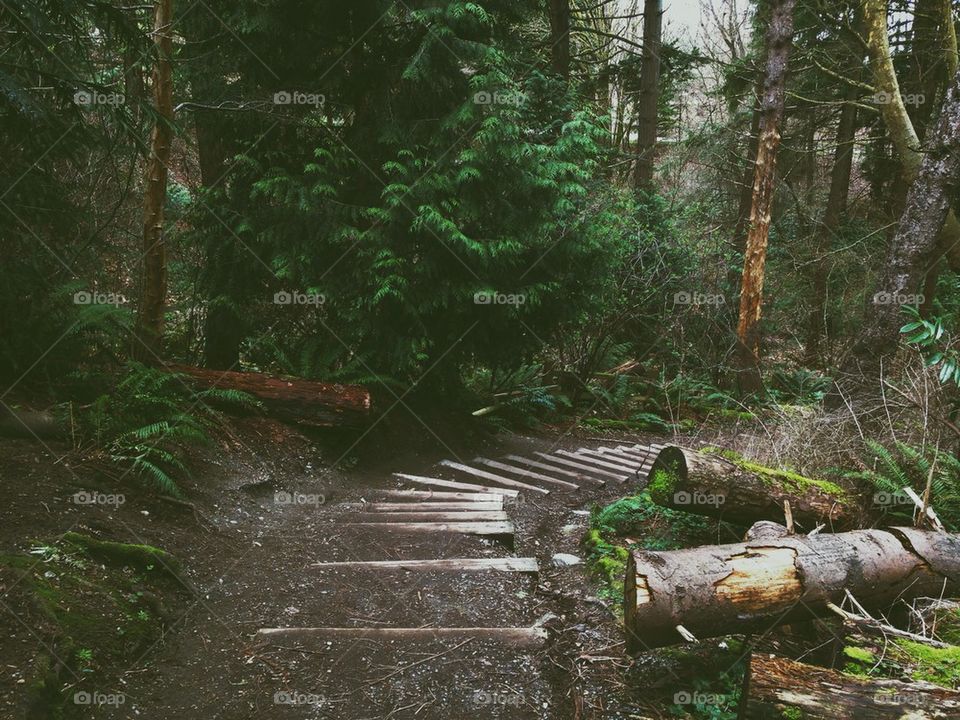 Trail in the Woods