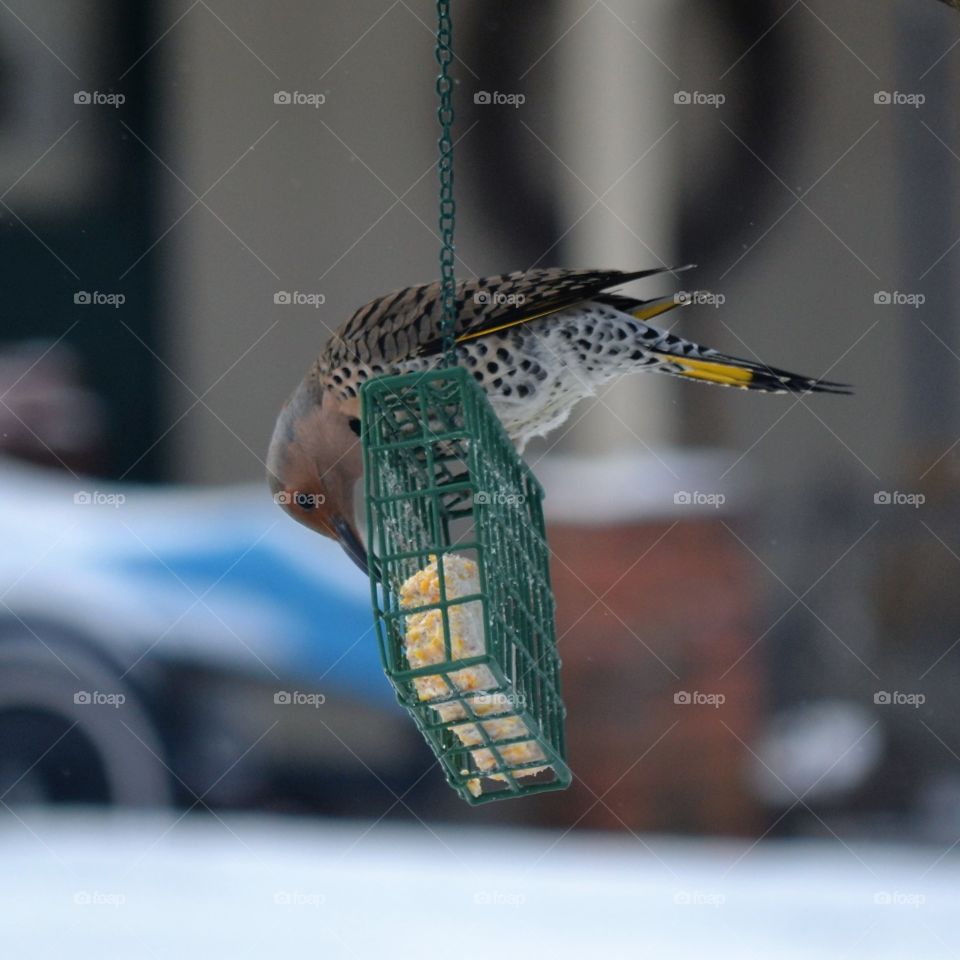 northern flicker