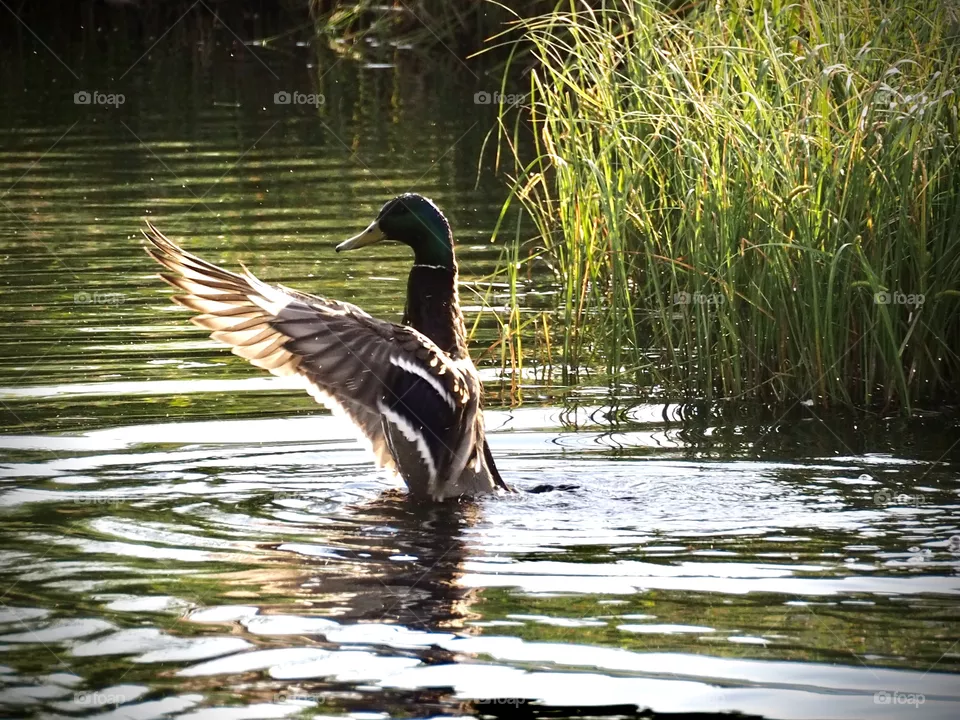 Dancing duck
