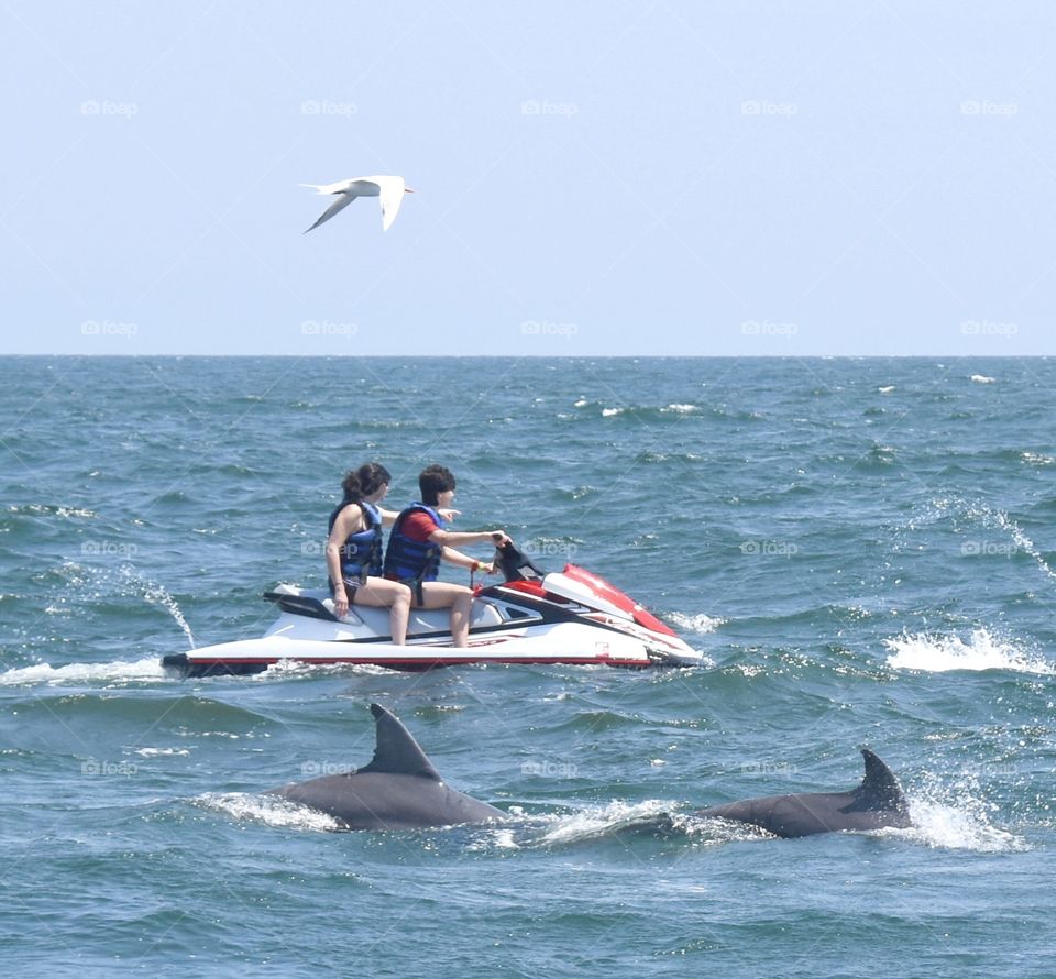 Jet ski in ocean beside dolphins 