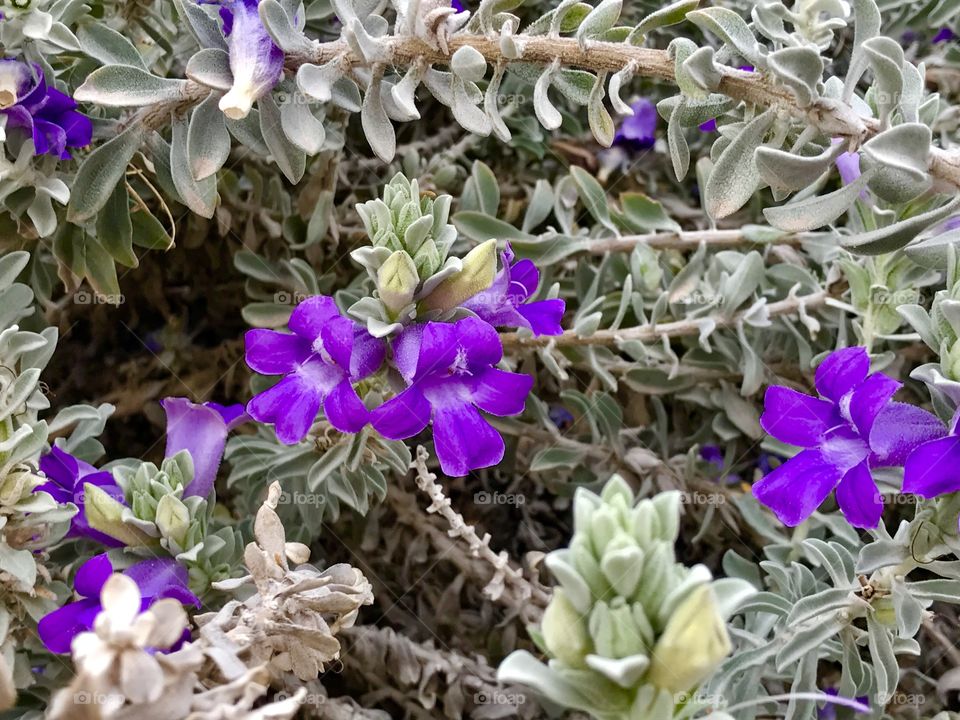 Purple Flower with leaves