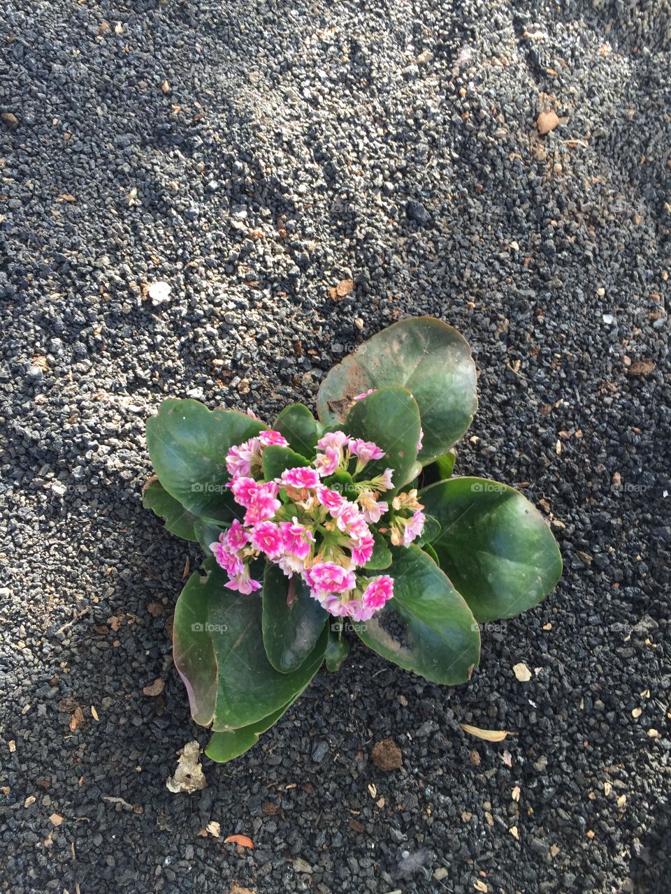 Flor 🌺 de Lanzarote Islas Canarias 