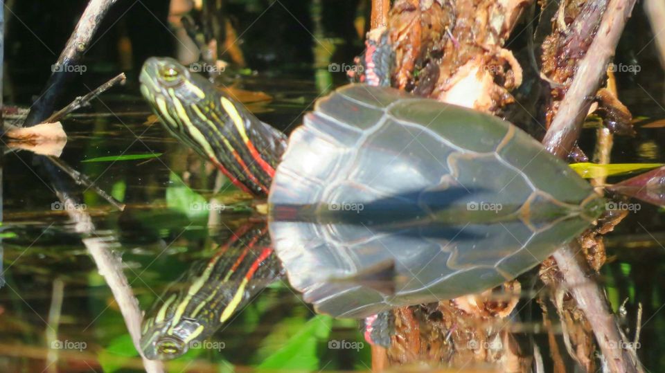 #Reflections (Painted Turtle)