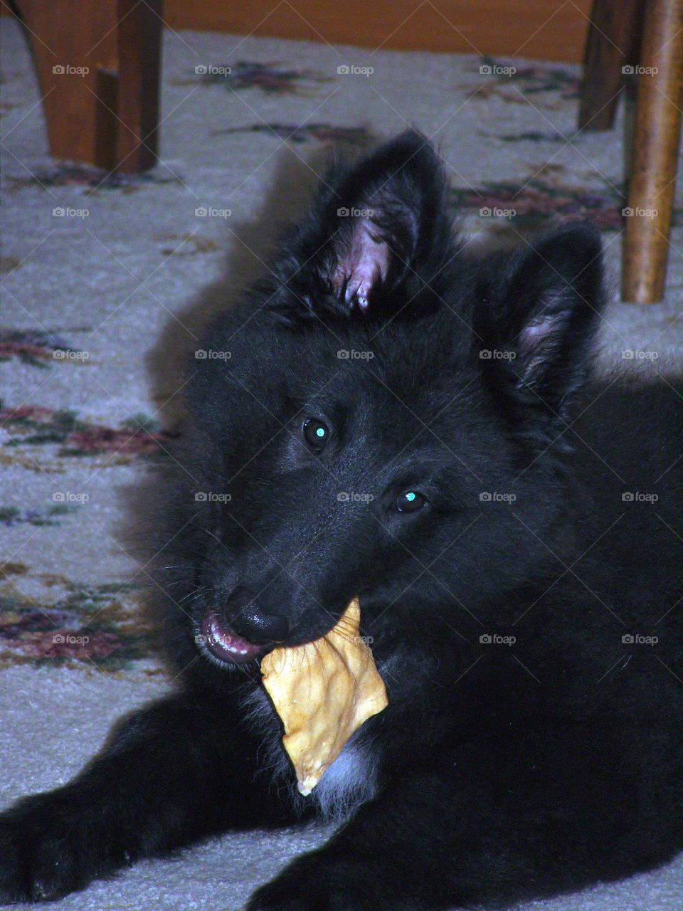 Dog with chip