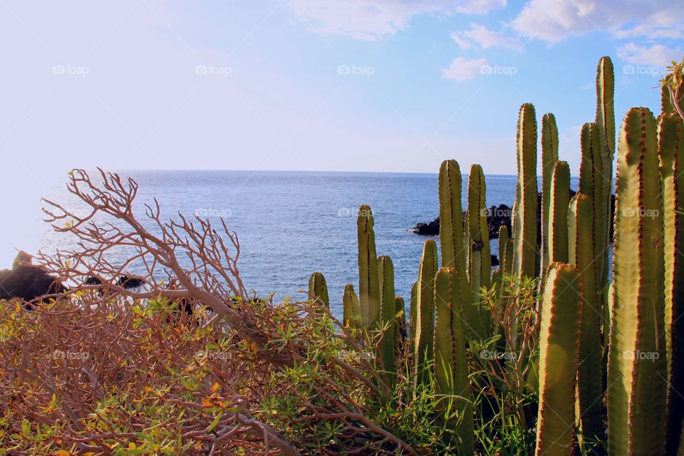 Cactus and Ocean