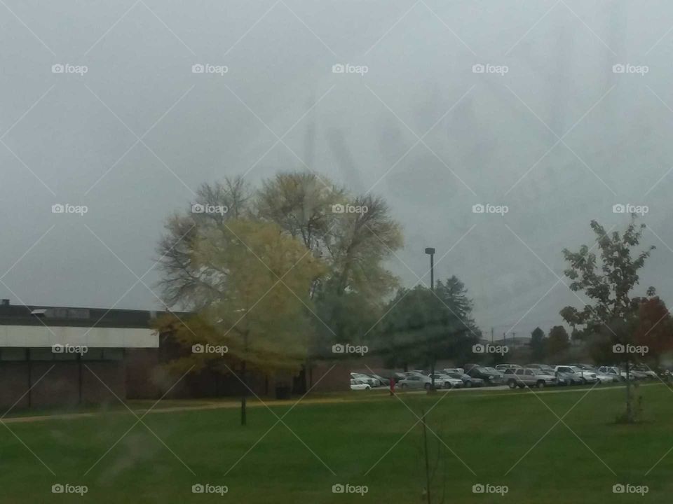 fall trees window grass field