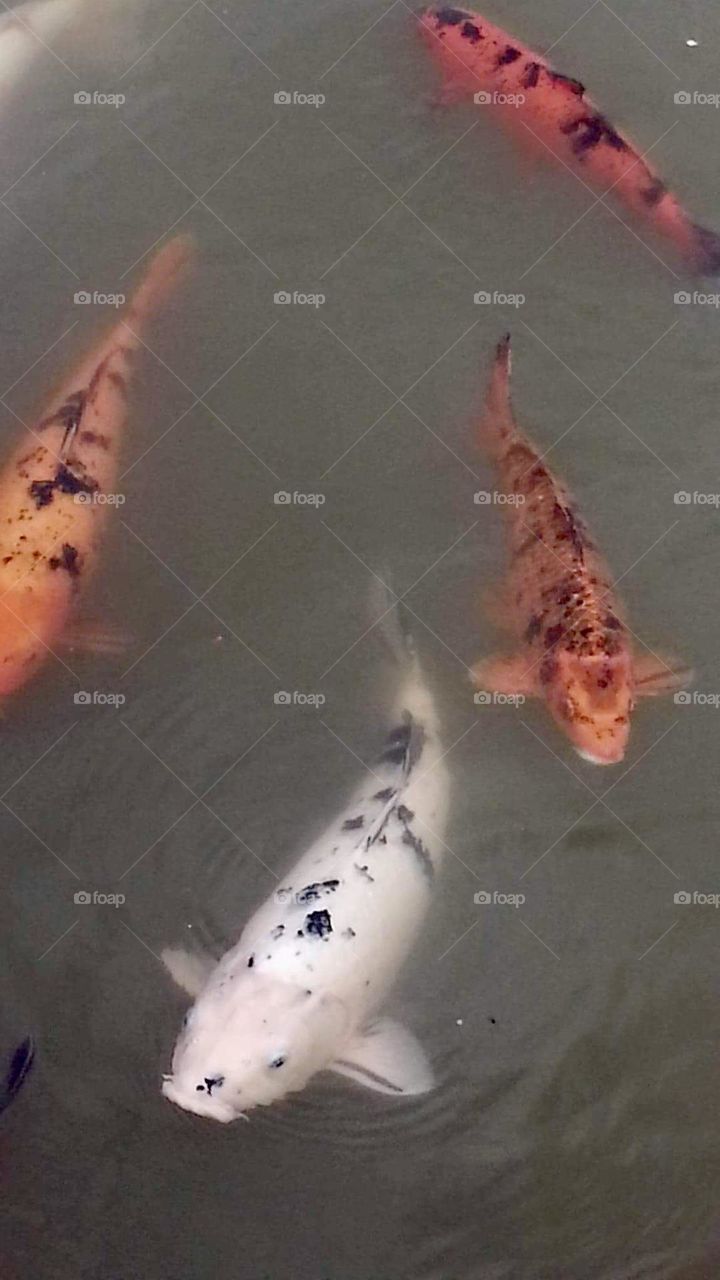 Koi are coloured varieties of the Amur carp that was kept for decorative purpose in outdoor Koi ponds or water gardens 