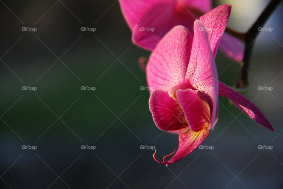 pink orchid closeup