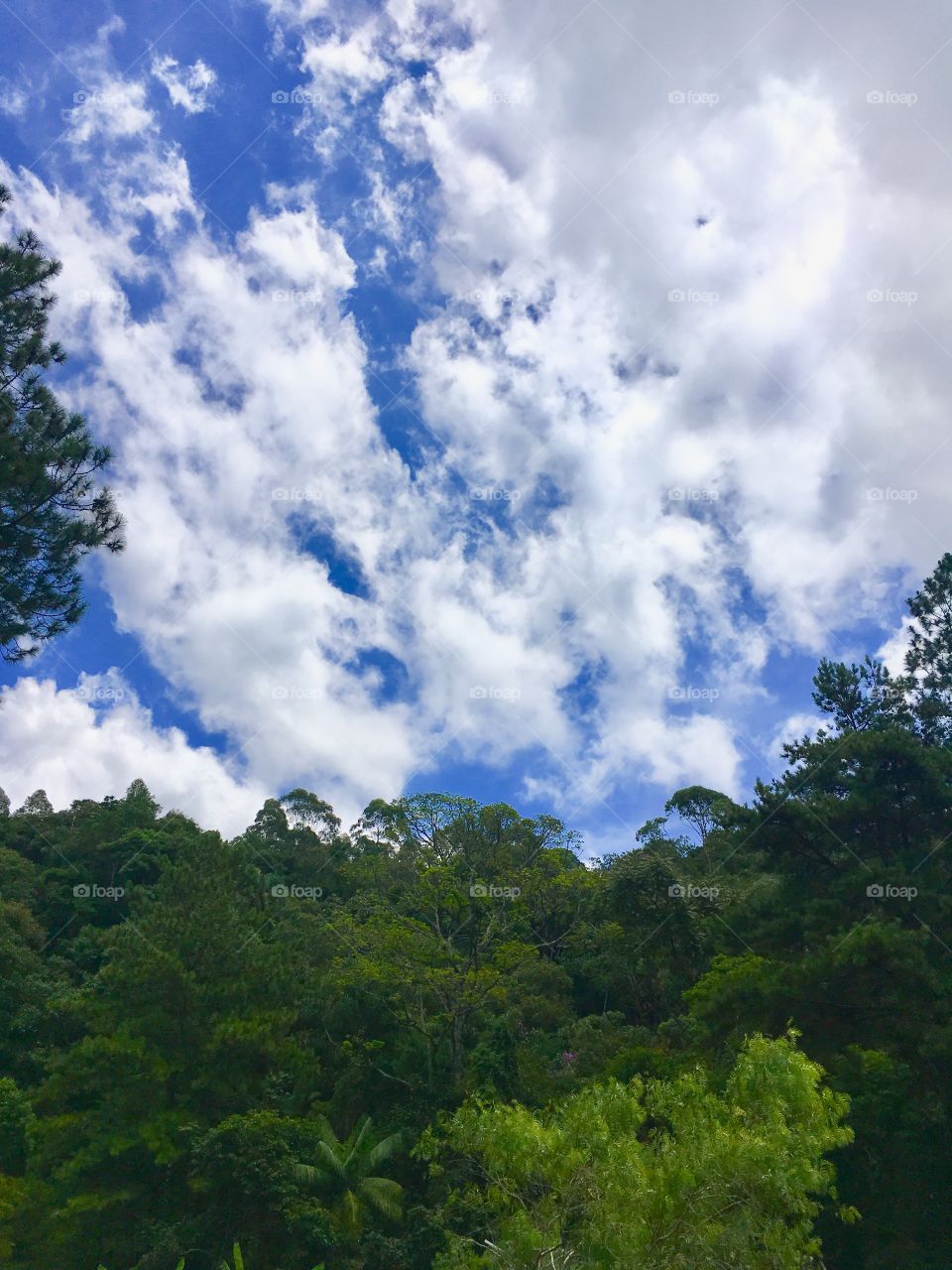 Último trecho que ainda tem sinal de Internet na Serra do Japi. “Partiu” entrar no coração da biosfera jundiaiense!
🌳
#Natureza 
#Paisagem 
#Fotografia
#Inspiração