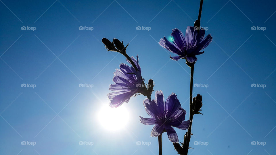 Violet flowers against sunlight