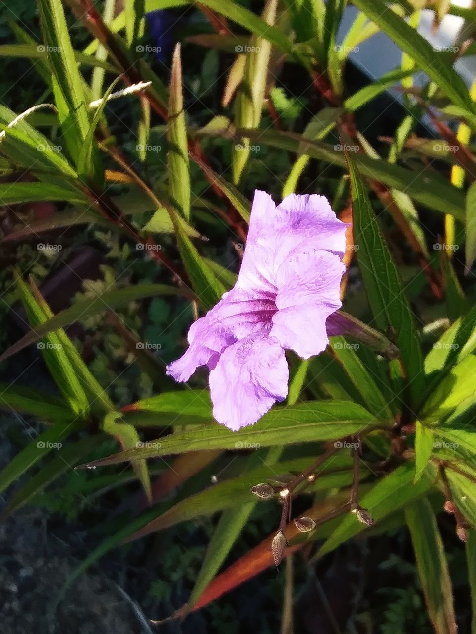 oleander in bloom