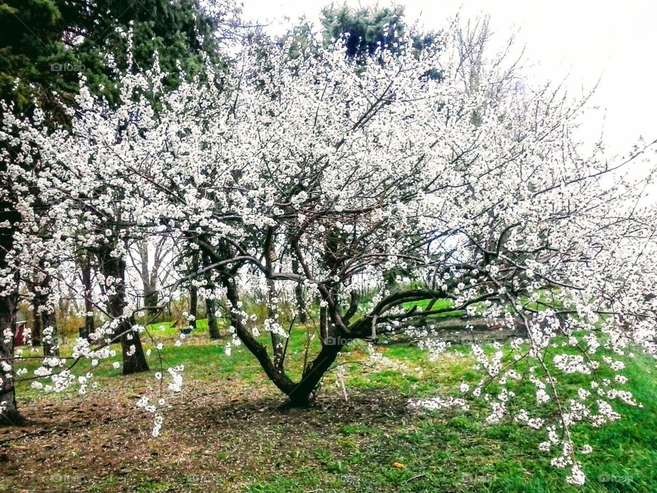 Blossoming Plumcott