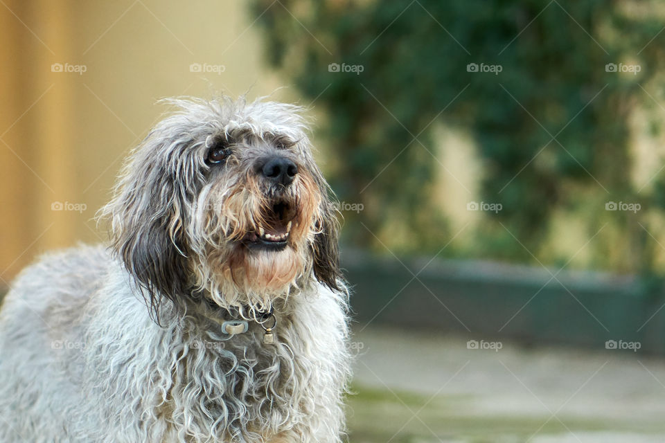 Close-up of dog