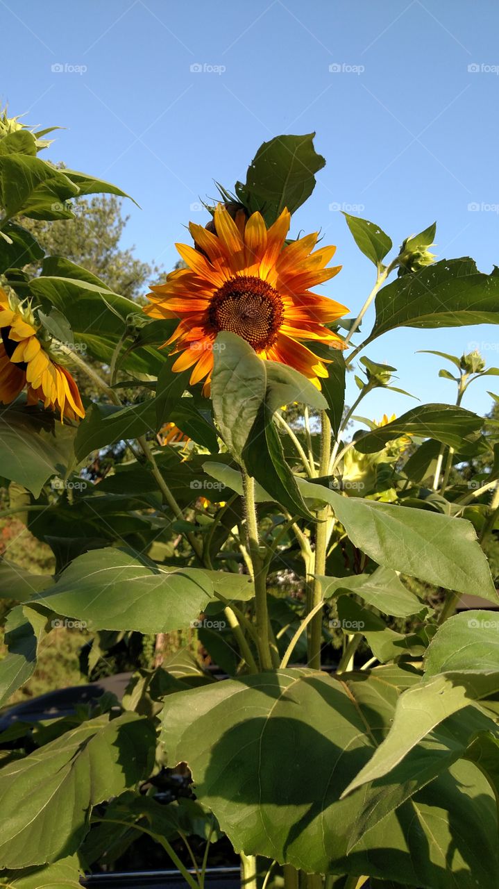 Beautiful large sunflower is a bee haven